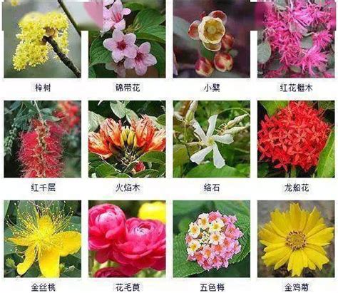 花品種名|花名鑑.com 